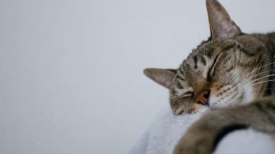 21才、愛猫の姿に思うこと