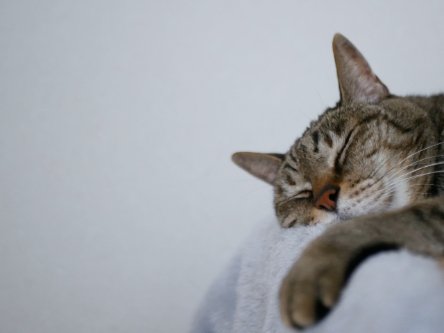 21才、愛猫の姿に思うこと