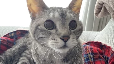 星になったレオくん