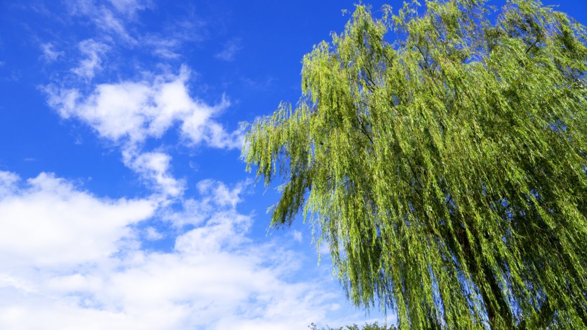 【マインド】「しなやかに生きる」という選択