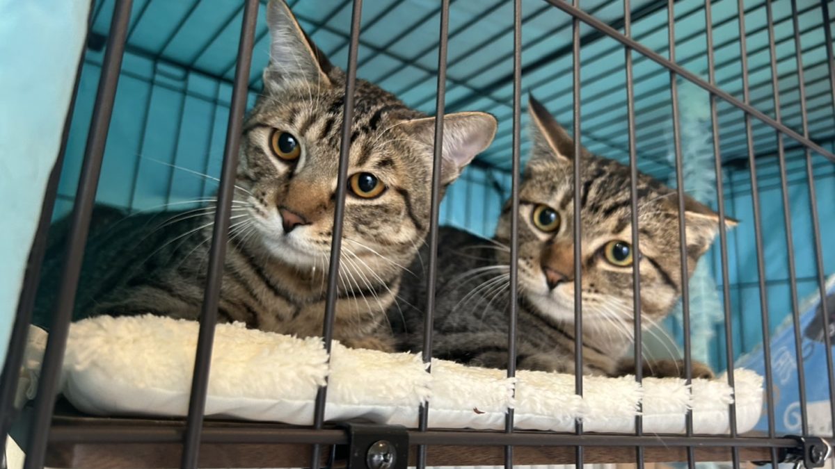 2025年末によせて